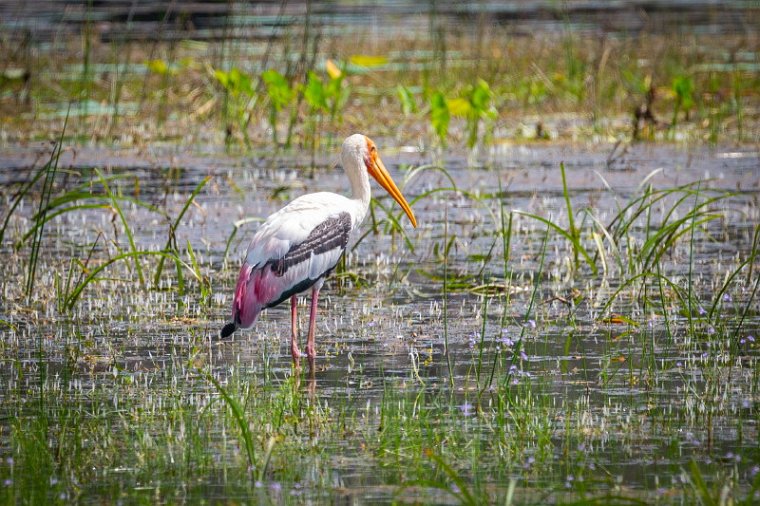 011 Wilpattu NP, indische nimmerzat.jpg